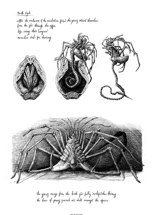 Birth Cycle Alien Sketch