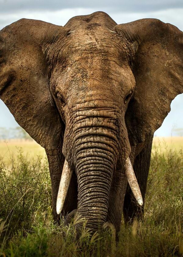 Encounters in Serengeti 2