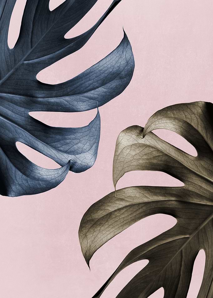 Monstera Pink Light 01