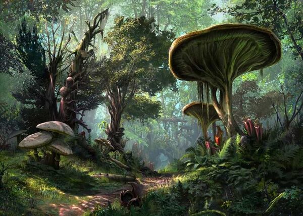 Morrowind Forest
