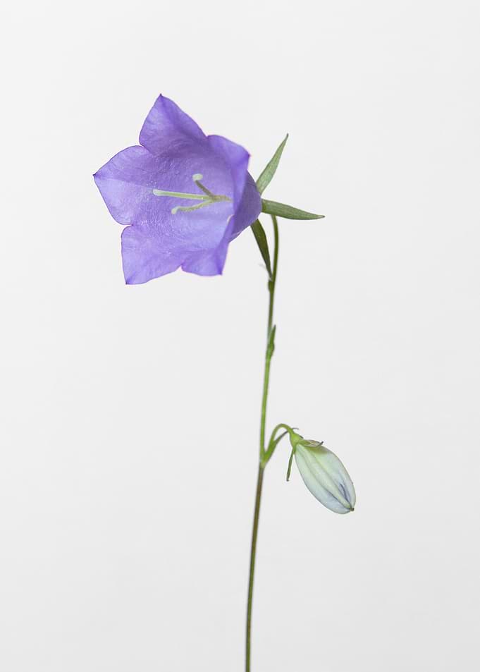Bluebell gray background