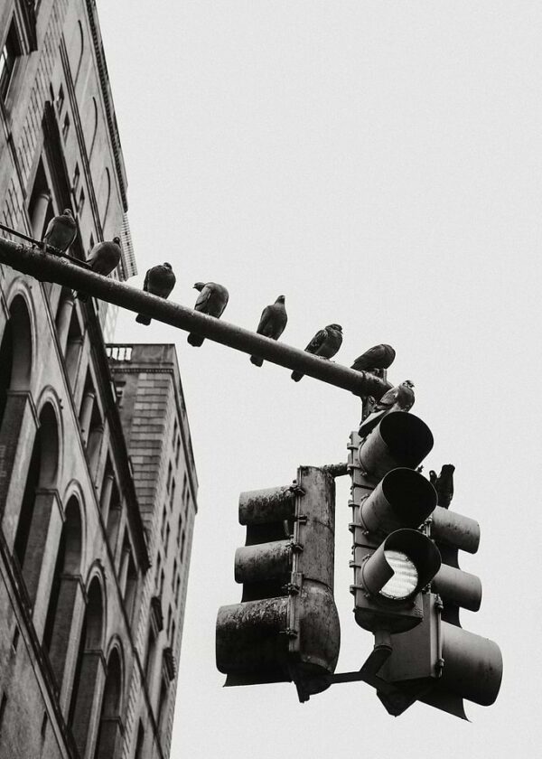 New York City Dove