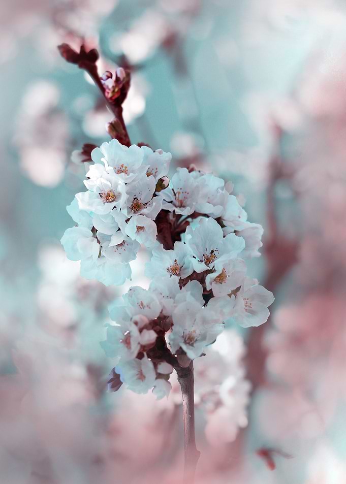 Blossoming