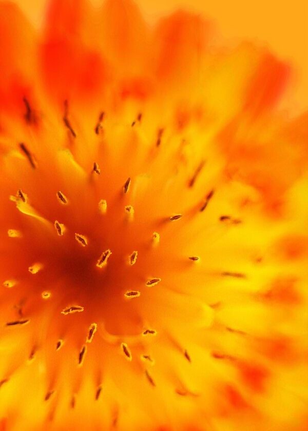 the sun