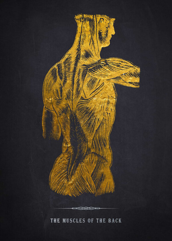 Back Anatomy