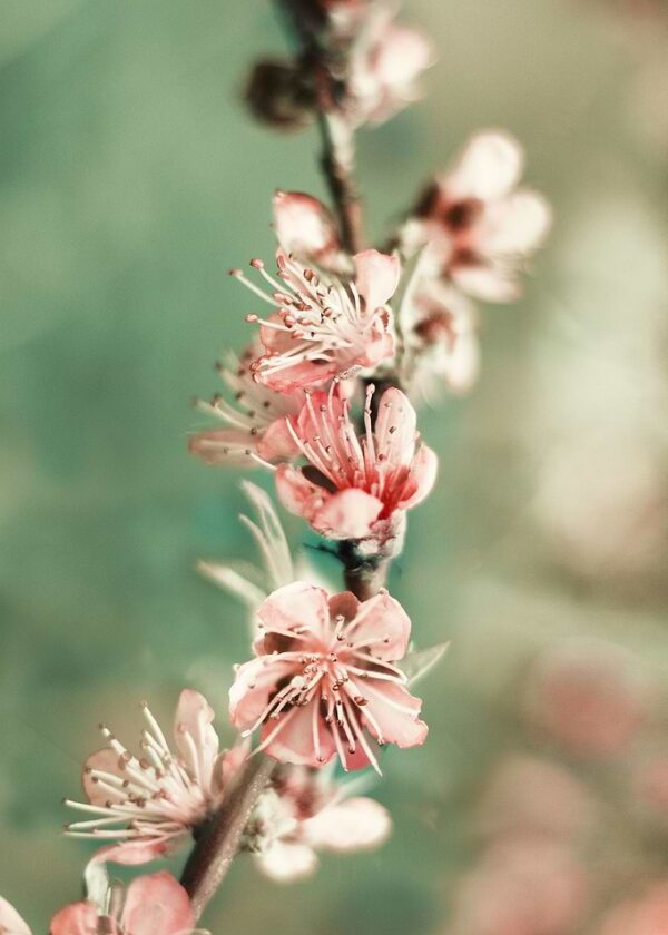 Blossom