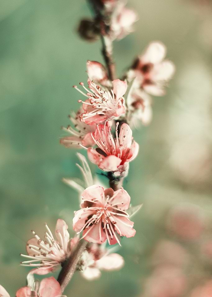 Blossom