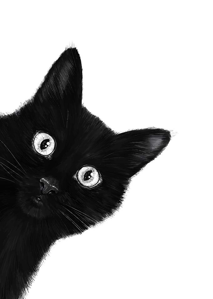 Curious Black Cat