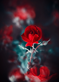 a little heart among heart