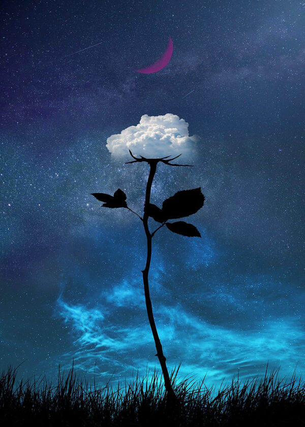 Cloud Rose Under Moon