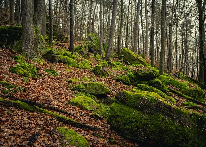 Mossy Forest Landscape