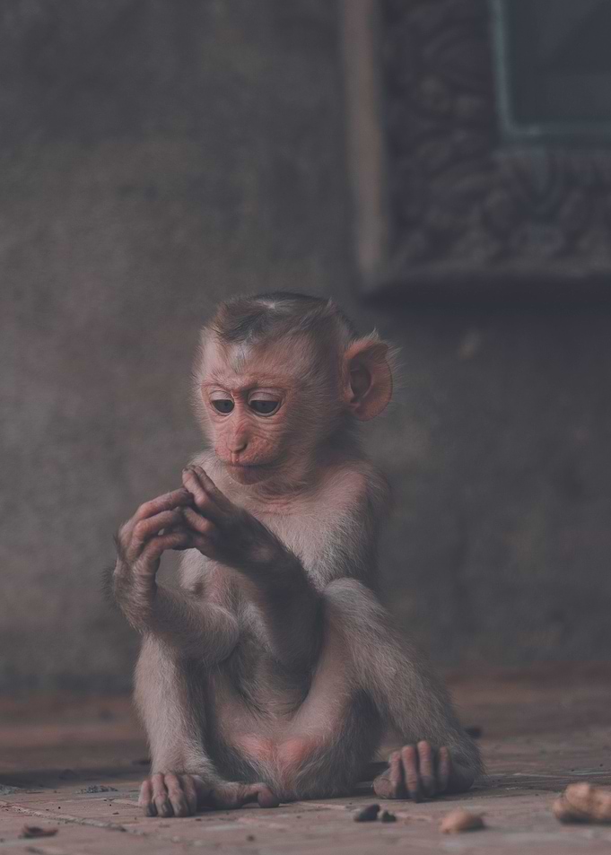 Cute Monkey