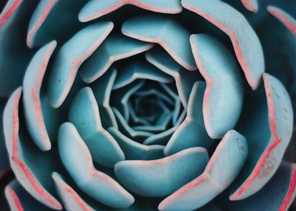 Flower cactus
