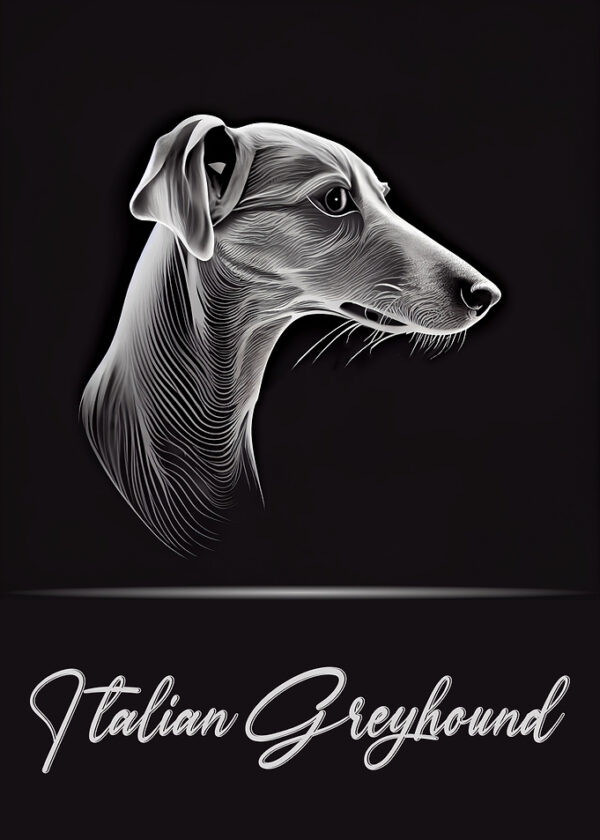 Italian Greyhound Portrait