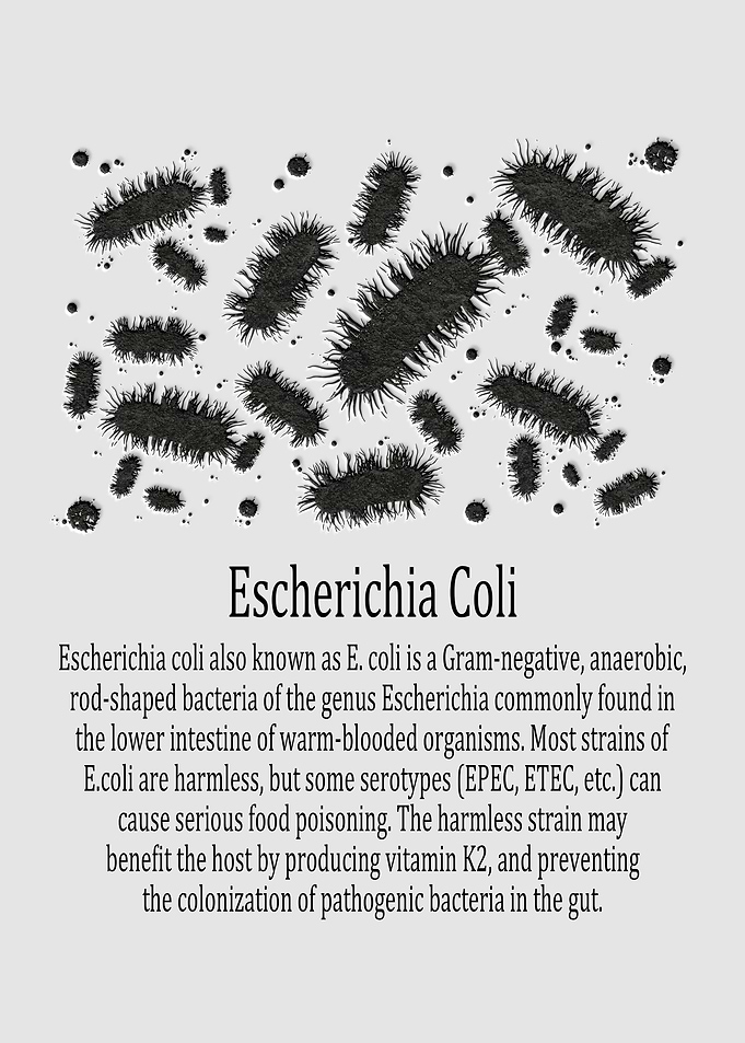 Escherichia Coli