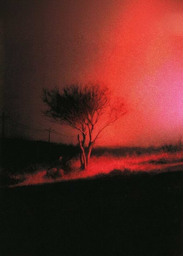 Eerie Red Lit Tree at Night