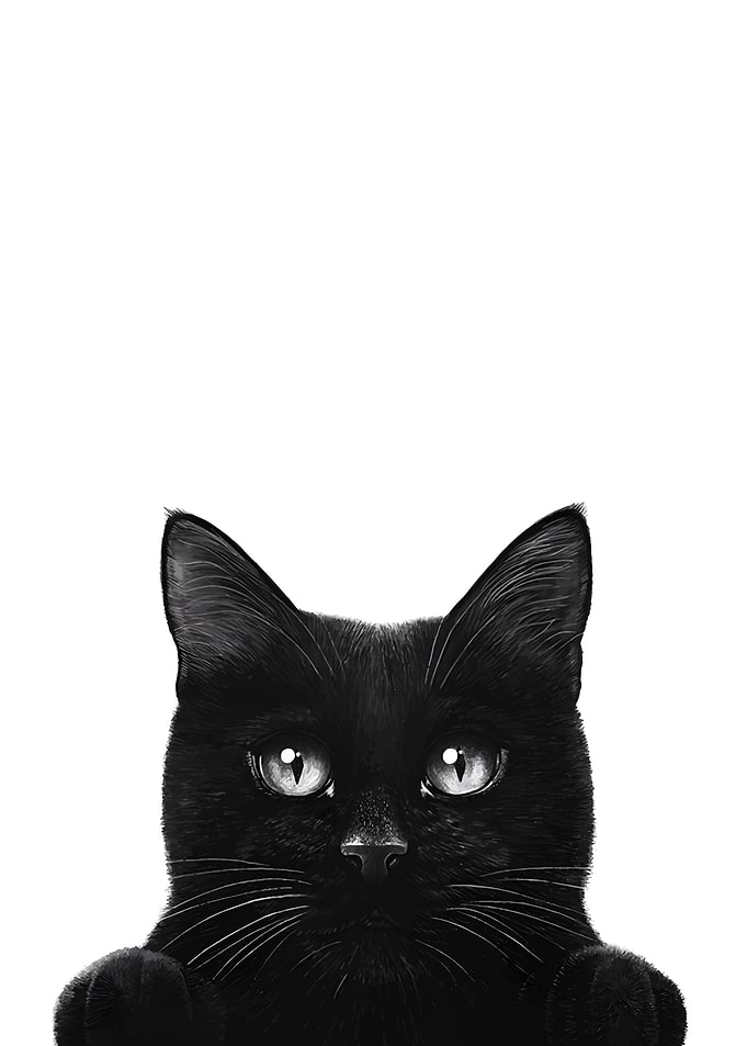 Black Cat Peeking