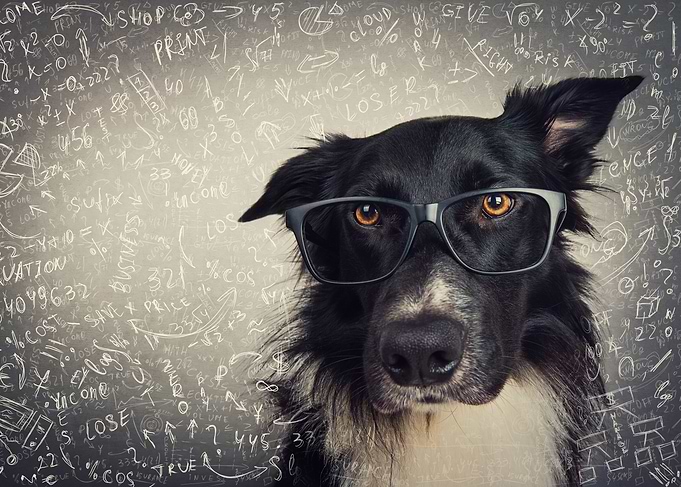 Smart Dog with Glasses