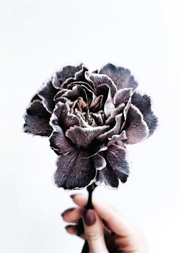 Hand Holding Dark Carnation Flower