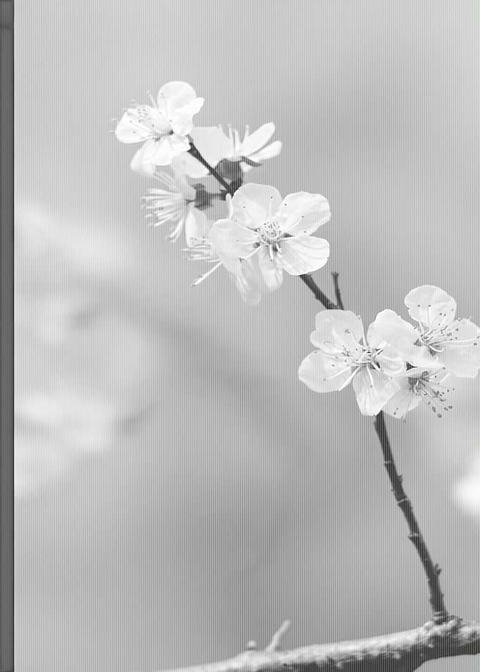 Black and White Cherry Blossom Branch