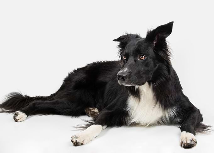 Border Collie Lying Down Portrait