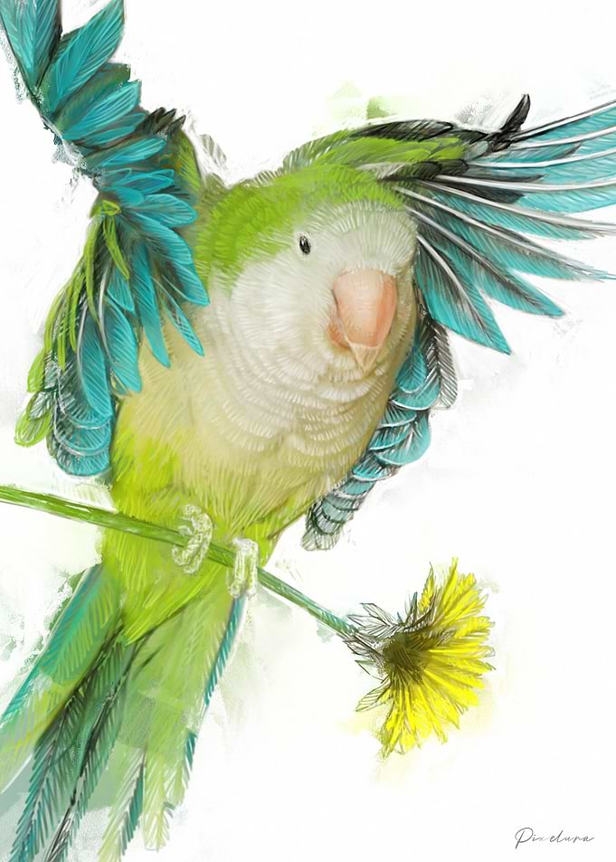 Quaker Parrot with Wings Spread
